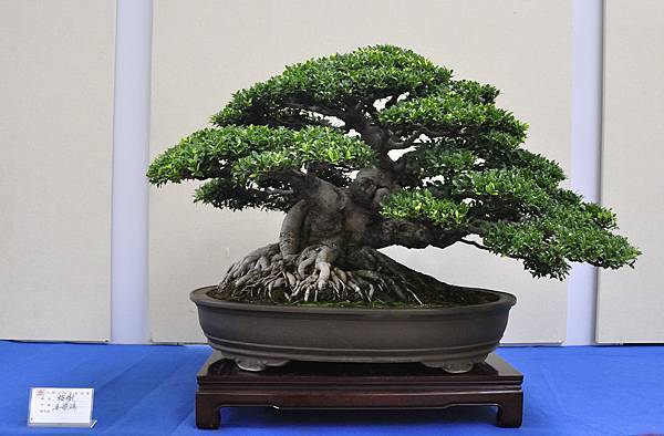 2018中華古榕盆栽展_00096.jpg