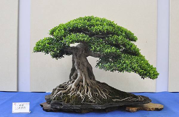 2018中華古榕盆栽展_00098.jpg
