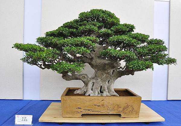 2018中華古榕盆栽展_00097.jpg
