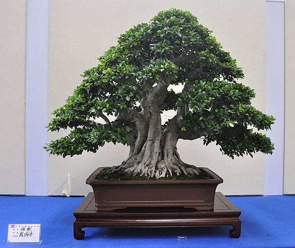 2018中華古榕盆栽展_00100.jpg