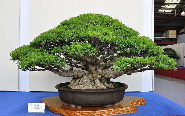 2018中華古榕盆栽展_00099.jpg