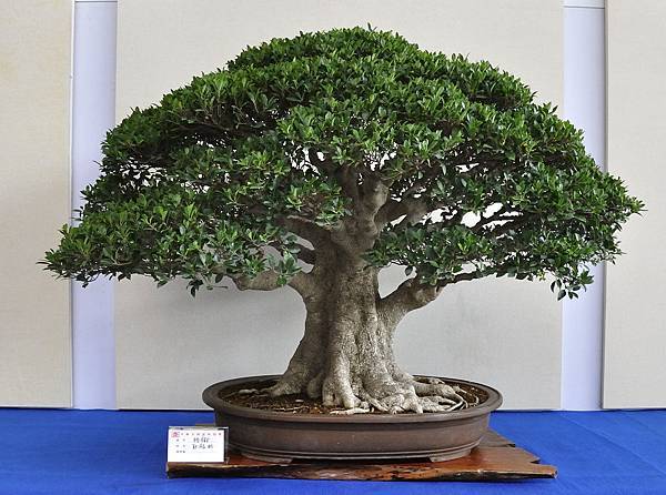 2018中華古榕盆栽展_00104.jpg