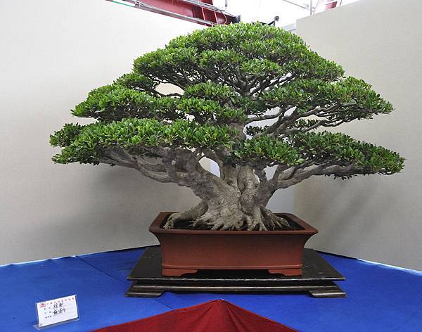 2018中華古榕盆栽展_00101.jpg