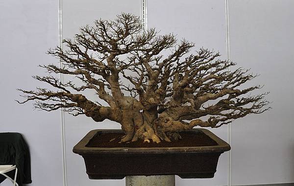 2018中華古榕盆栽展_00106.jpg