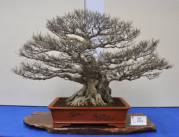 2018中華古榕盆栽展_00108.jpg