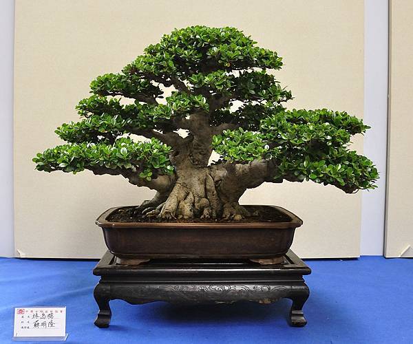 2018中華古榕盆栽展_00107.jpg