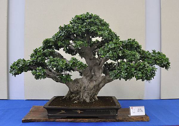 2018中華古榕盆栽展_00109.jpg