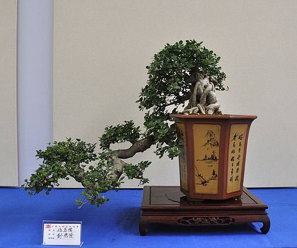 2018中華古榕盆栽展_00110.jpg