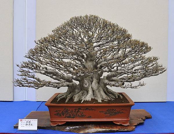 2018中華古榕盆栽展_00112.jpg