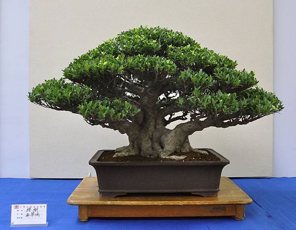 2018中華古榕盆栽展_00113.jpg
