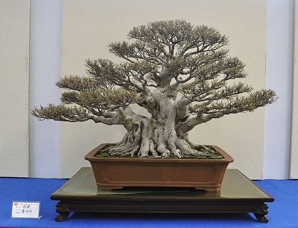 2018中華古榕盆栽展_00114.jpg