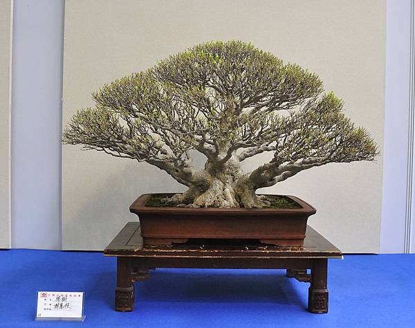 2018中華古榕盆栽展_00115.jpg