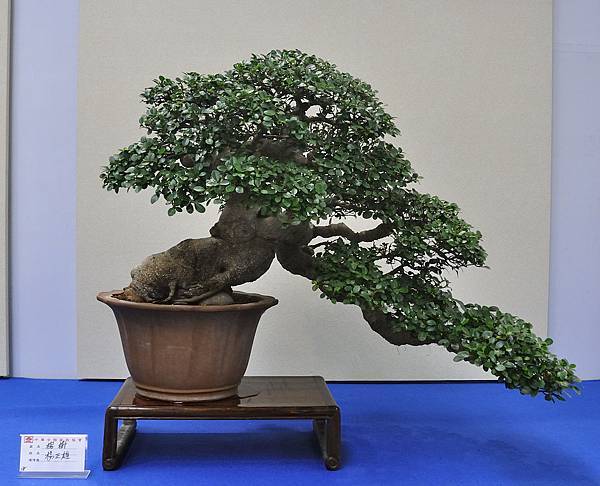 2018中華古榕盆栽展_00116.jpg