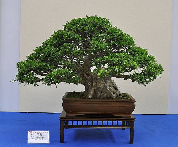 2018中華古榕盆栽展_00117.jpg