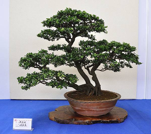 2018中華古榕盆栽展_00122.jpg