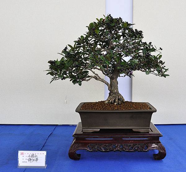 2018中華古榕盆栽展_00126.jpg