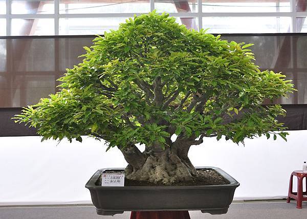 2018中華古榕盆栽展_00131.jpg