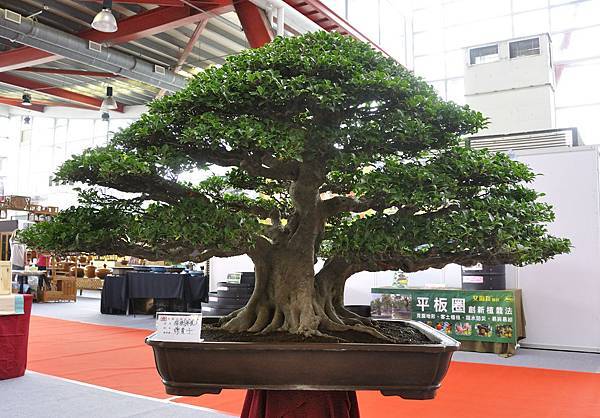2018中華古榕盆栽展_00132.jpg