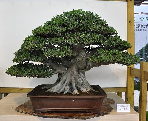 2018中華古榕盆栽展_00005.jpg