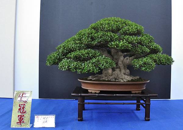 2018中華古榕盆栽展_00006.jpg