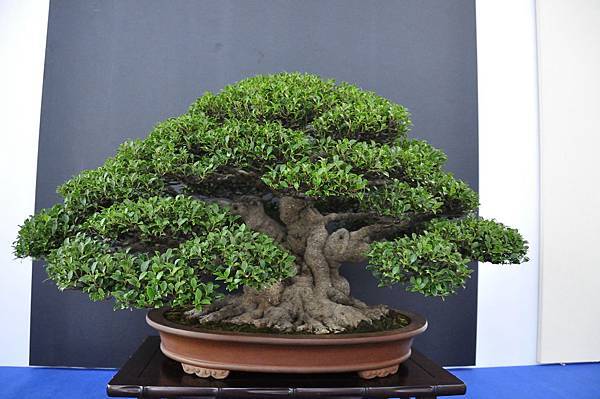 2018中華古榕盆栽展_00010.jpg