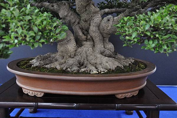 2018中華古榕盆栽展_00008.jpg