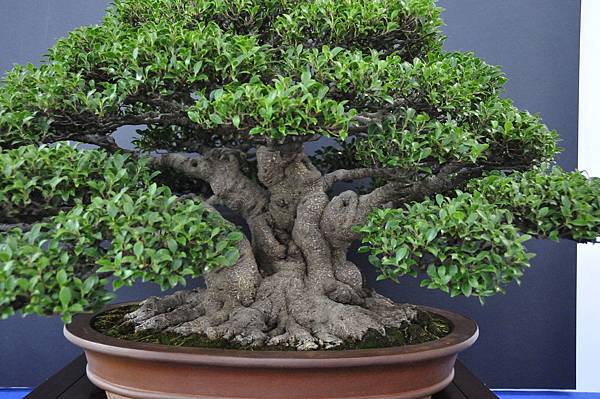 2018中華古榕盆栽展_00009.jpg