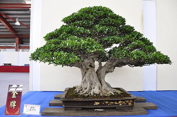 2018中華古榕盆栽展_00021.jpg