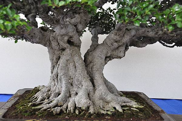 2018中華古榕盆栽展_00025.jpg