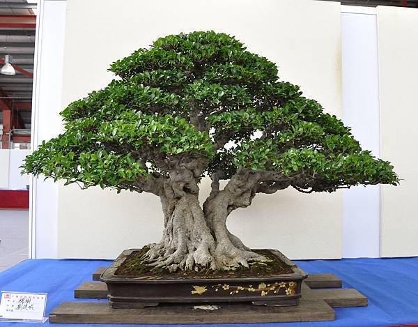 2018中華古榕盆栽展_00024.jpg