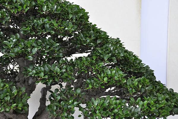 2018中華古榕盆栽展_00028.jpg