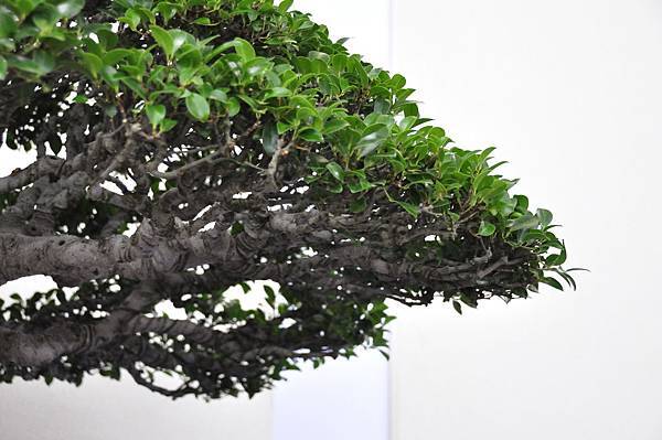 2018中華古榕盆栽展_00032.jpg