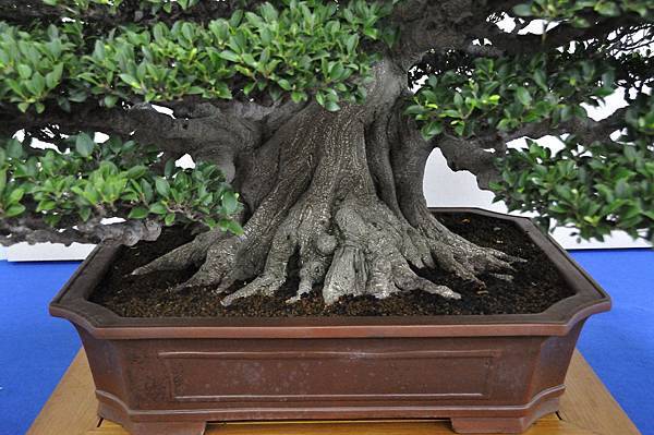 2018中華古榕盆栽展_00039.jpg