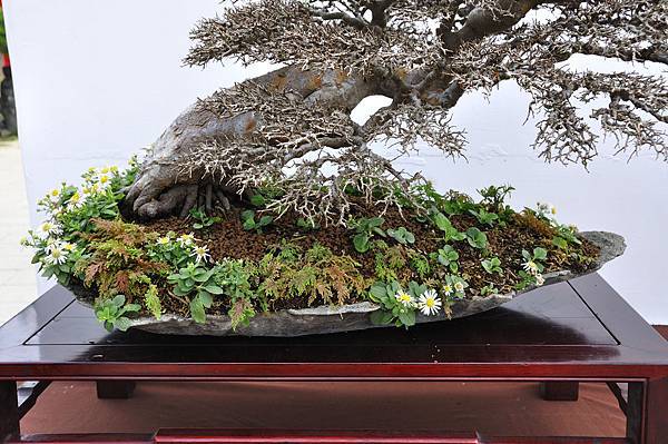 2018台中盆栽展_00084.jpg