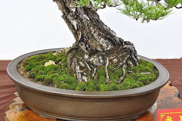 2018台中盆栽展_00096.jpg