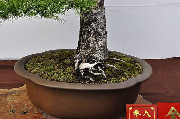 2018台中盆栽展_00109.jpg