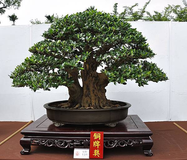 2018台中盆栽展_00046.jpg
