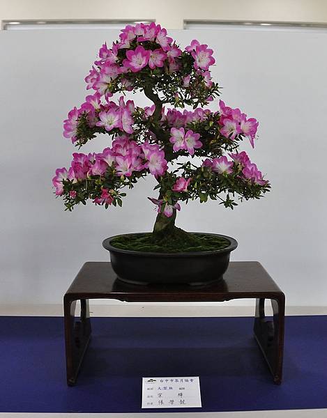 2019台中皋月杜鵑展_00014.jpg