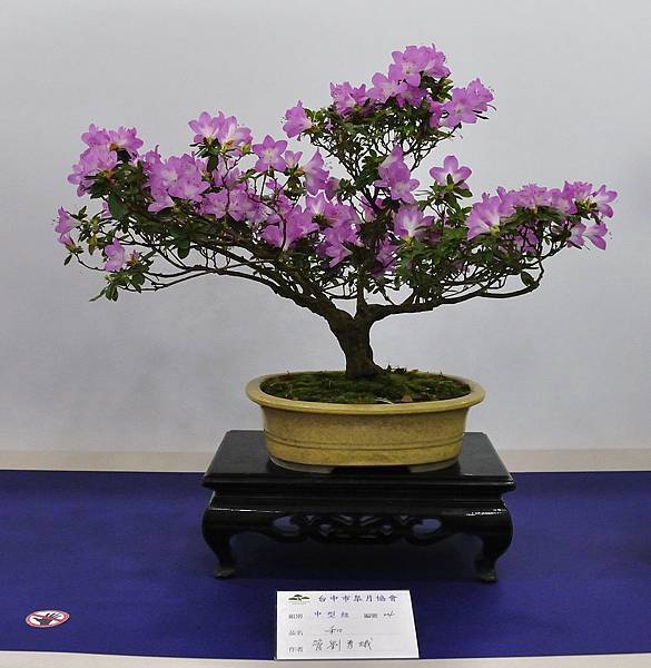 2019台中皋月杜鵑展_00017.jpg