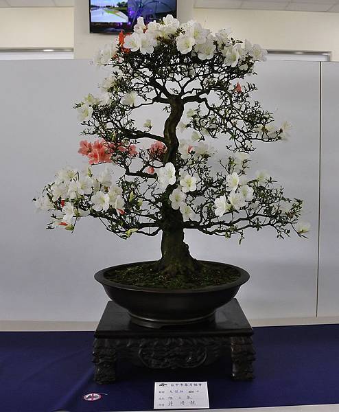 2019台中皋月杜鵑展_00011.jpg