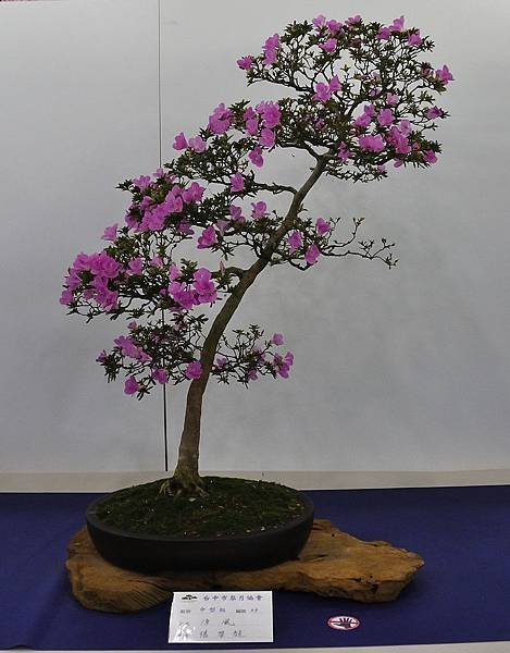 2019台中皋月杜鵑展_00016.jpg