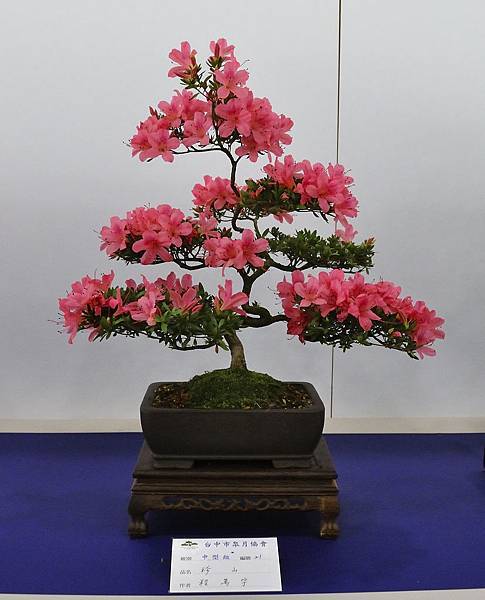 2019台中皋月杜鵑展_00019.jpg