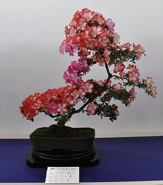 2019台中皋月杜鵑展_00022.jpg