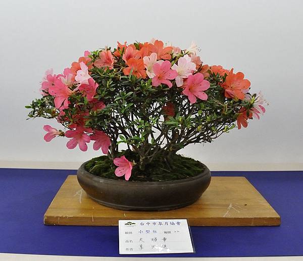 2019台中皋月杜鵑展_00025.jpg