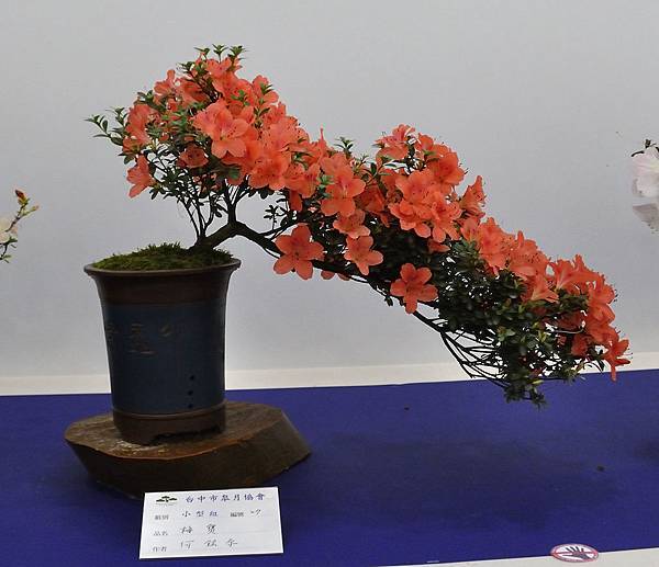 2019台中皋月杜鵑展_00046.jpg