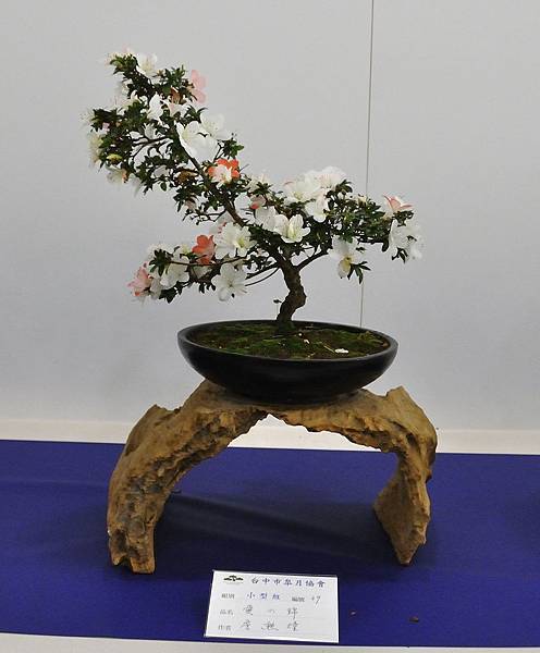 2019台中皋月杜鵑展_00050.jpg