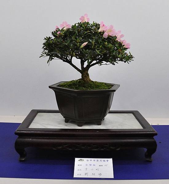 2019台中皋月杜鵑展_00049.jpg