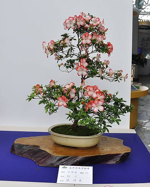 2019台中皋月杜鵑展_00059.jpg