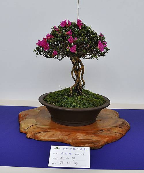 2019台中皋月杜鵑展_00060.jpg
