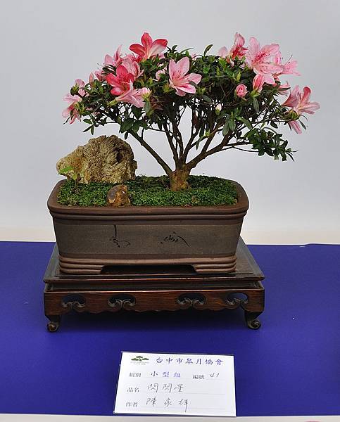 2019台中皋月杜鵑展_00065.jpg